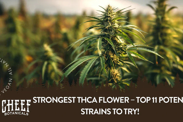 Strongest THCA Flower – Top 11 Potent Strains To Try!