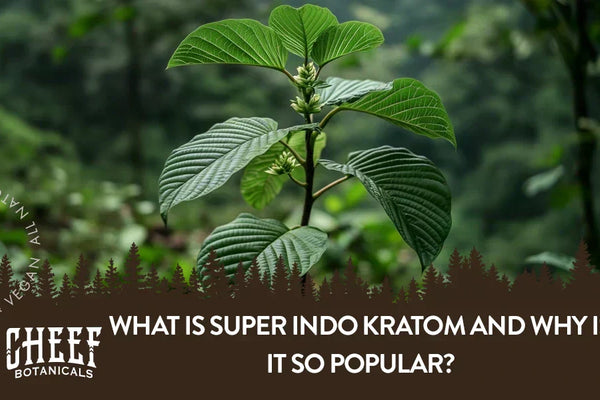 What Is Super Indo Kratom and Why Is It So Popular?