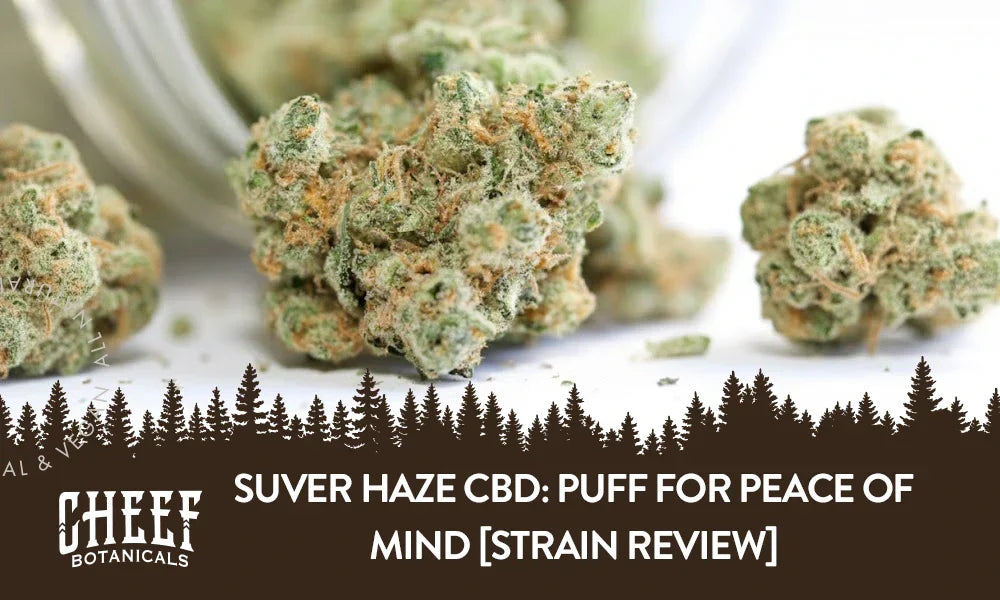 Three Suver Haze CBD buds spilling out of a mason jar.