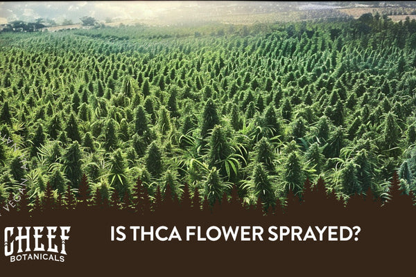 Is THCa Flower Sprayed?