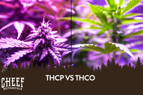 THCP vs. THCO