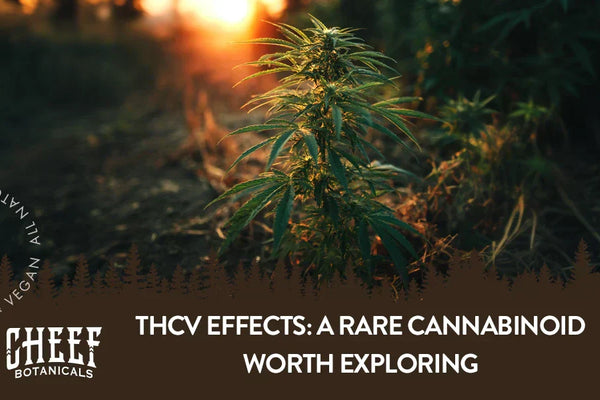 THCV Effects: A Rare Cannabinoid Worth Exploring