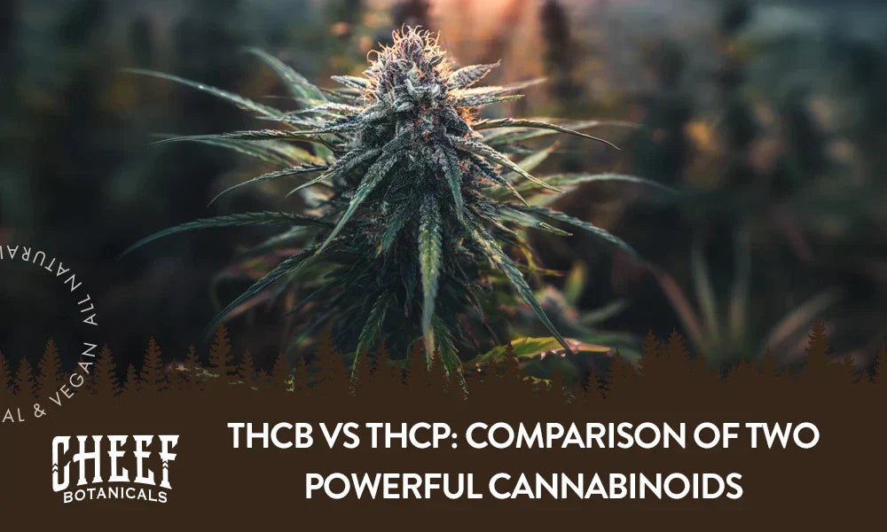 A cannabis plant growing outside with the title "THCb vs THCp".