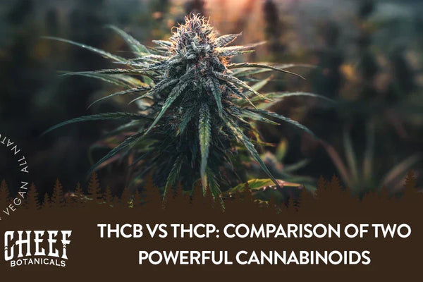 THCb vs THCP: Comparison of Two Powerful Cannabinoids