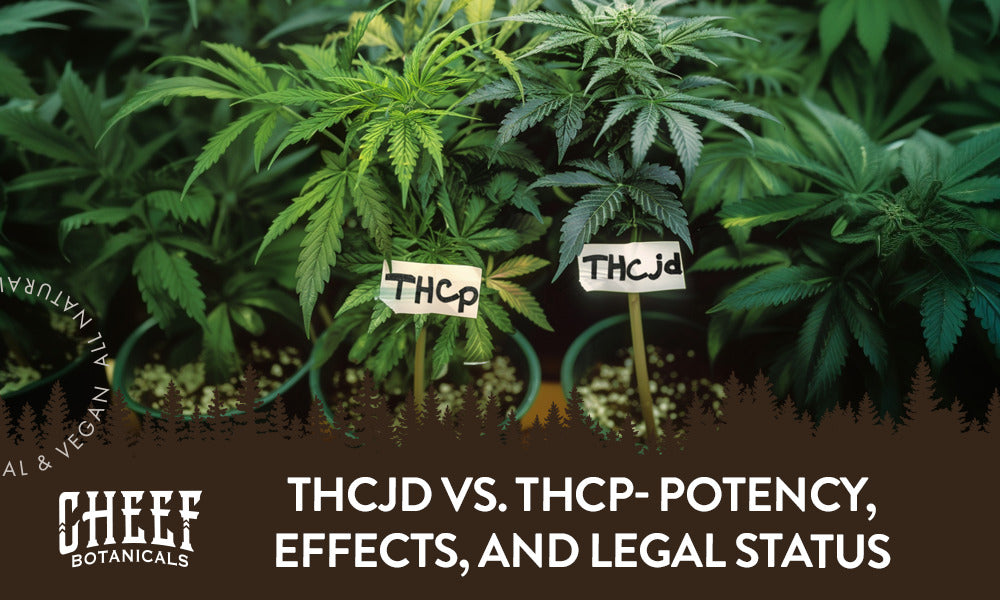 Two signs labeled THCp and THCjd with cannabis plants behind them with the title "THCjd vs THCp".