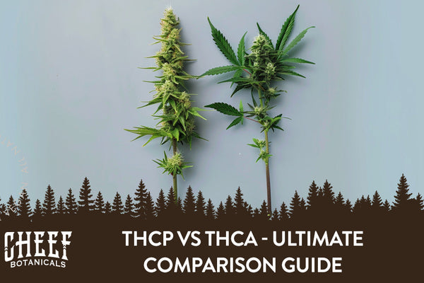 THCp vs THCa - Ultimate Comparison Guide