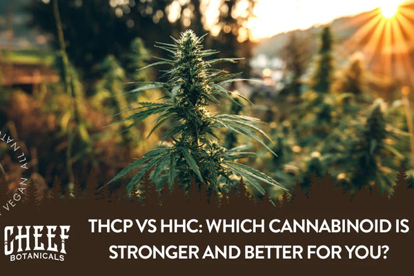 THCP vs HHC: Which Cannabinoid Is Stronger and Better for You?