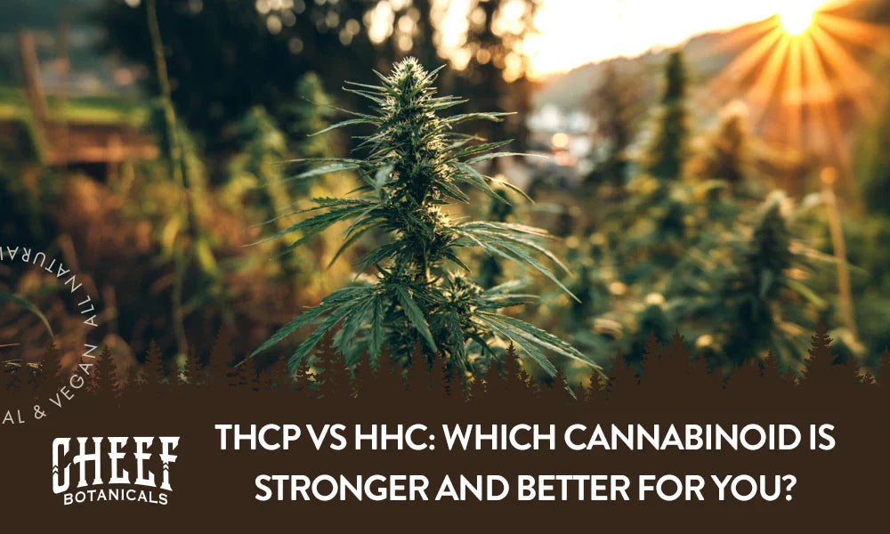 A cannabis plant growing outside with the title "THCp vs HHC". Featured blog image cy Cheef Botanicals.