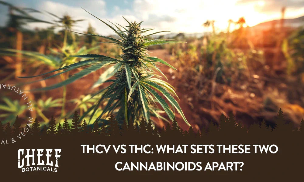 A cannabis plant growing outside with the title "THCv vs THC".