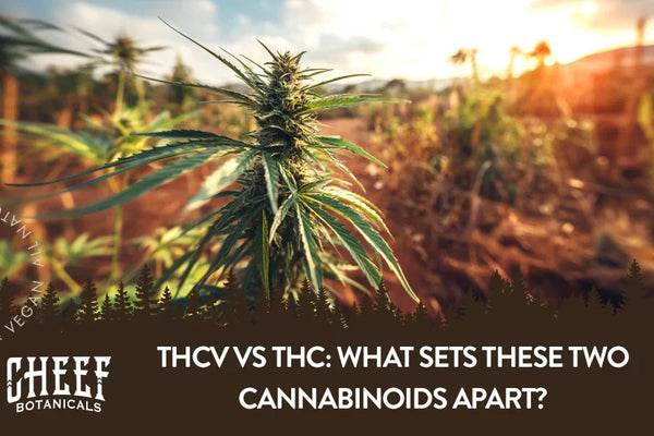 THCv vs THC: What Sets These Two Cannabinoids Apart?