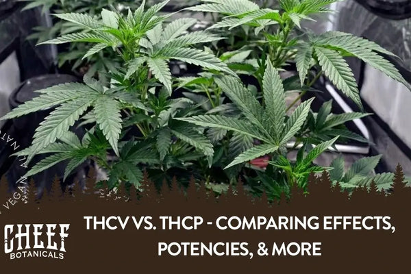 THCV vs. THCP - Comparing Effects, Potencies, & More