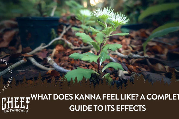 What Does Kanna Feel Like? Understanding Products and Strengths