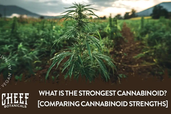What Is the Strongest Cannabinoid? [Comparing Cannabinoid Strengths]