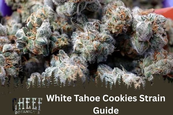 White Tahoe Cookies Strain: Potent Indica, Dessert-Like Flavor