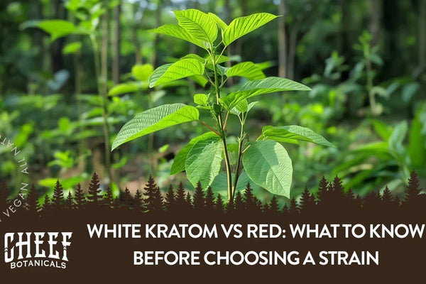 White Kratom vs Red: What to Know Before Choosing a Strain