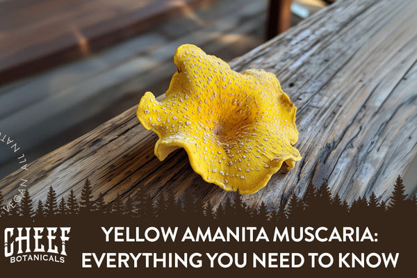 Yellow Amanita Muscaria: Everything You Need to Know