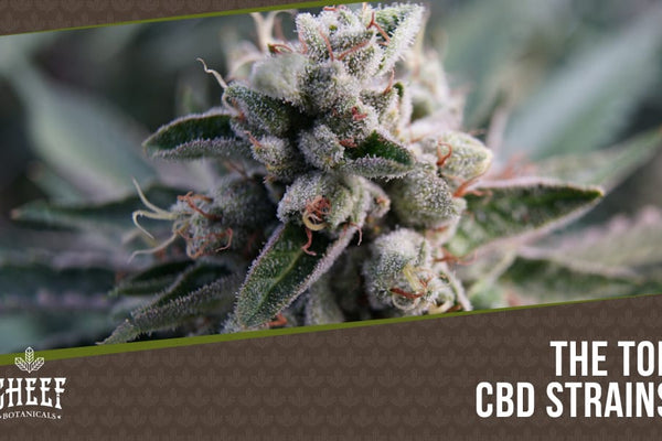 10 Best CBD Strains - Highest Rated Top Shelf