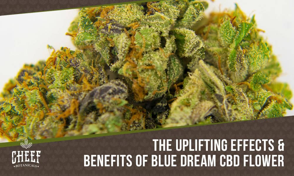 Blue Dream CBD featured image by Cheef Botanicals. Shows a close up image of cured CBD Blue Dream Buds.