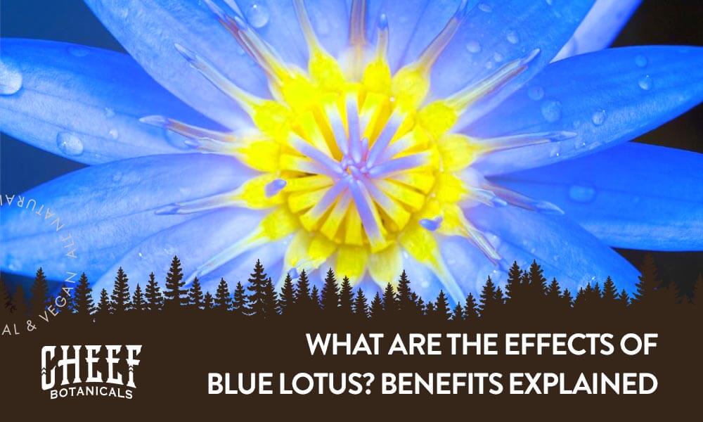 Blue lotus effects blog image for Cheef Botanicals. Super close up image of blue lotus flower.