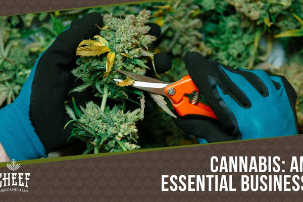 Why Is Cannabis an Essential Business? [Even During Quarantine]