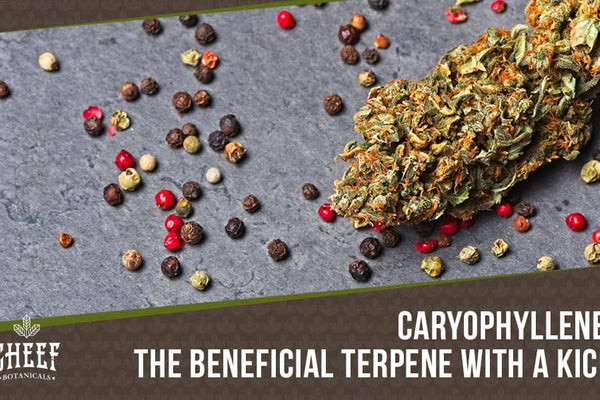 Caryophyllene: The Terpene With a Special Trick and a Spicy Kick!