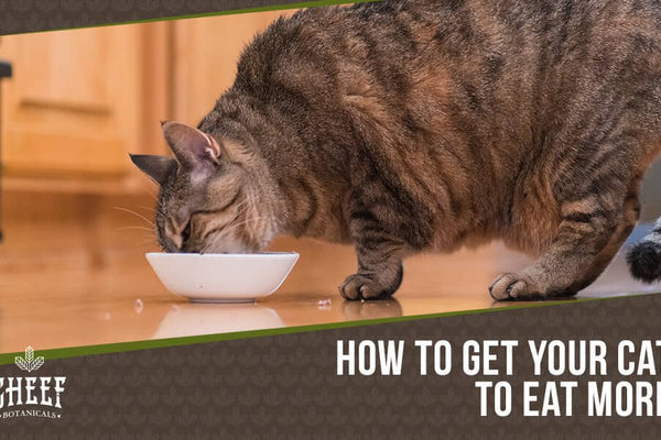 Cat Appetite Stimulant [How To Get Your Kitty To Eat More]