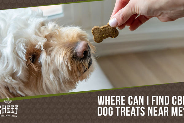 CBD Dog Treats Near Me: Best CBD Dog Treat Buying Guide