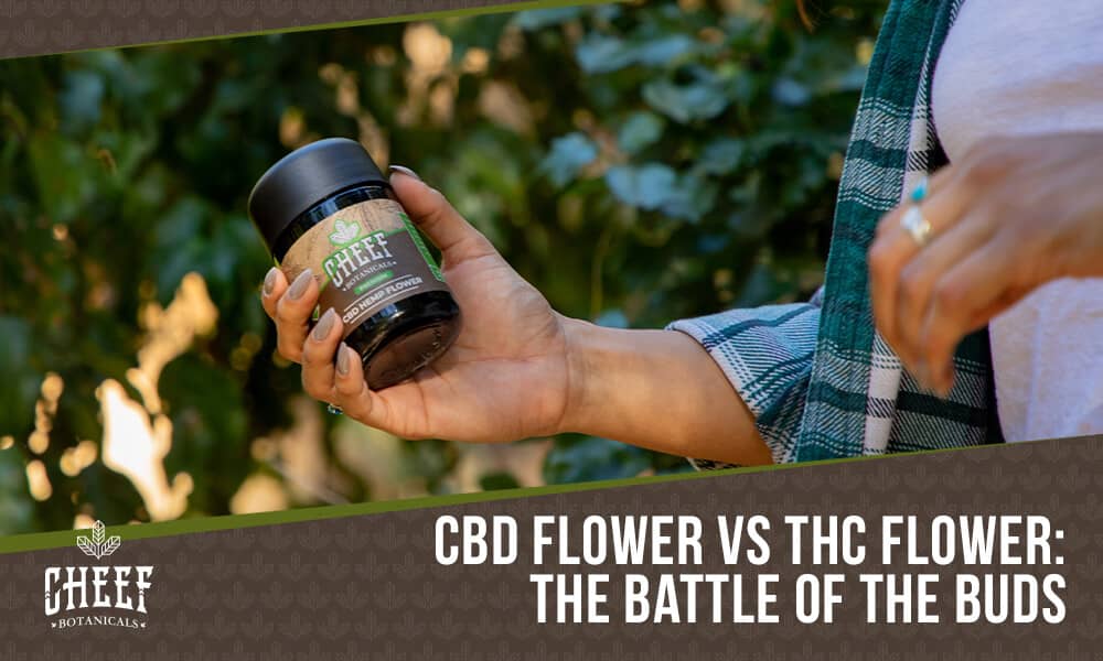 CBD flower vs THC flower featured blog image by Cheef botanicals. Shows a persons hand holding a jar of CBD flower.