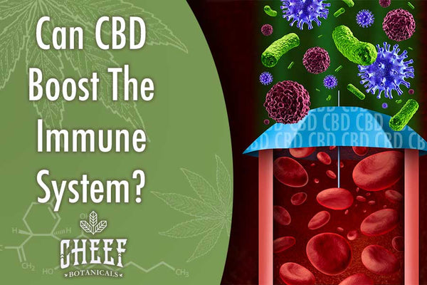Can CBD Boost the Immune System?
