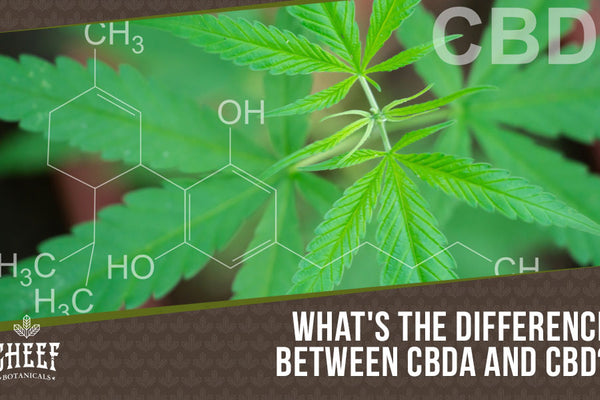 CBDa vs CBD [Similarities + Differences EXPLAINED]