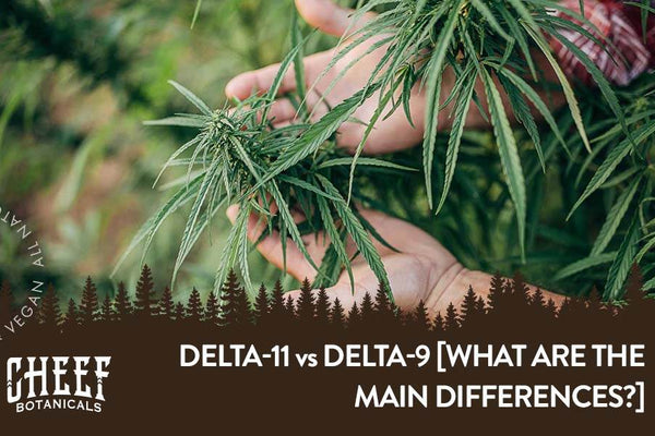 Delta 11 vs Delta 9 [What Are the Main Differences?]