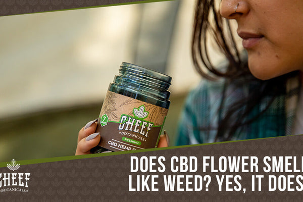 Does CBD Flower Smell Like Weed? [A Study on Terpenes]