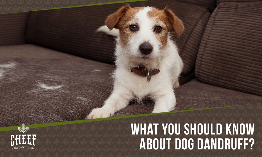 dog dandruff