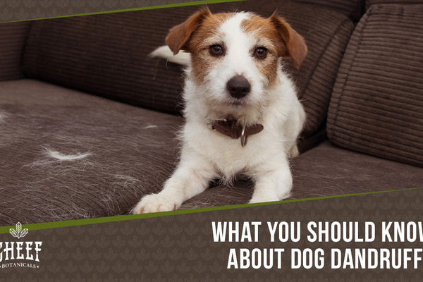 Dog Dandruff: Why It Happens and What You Can Do