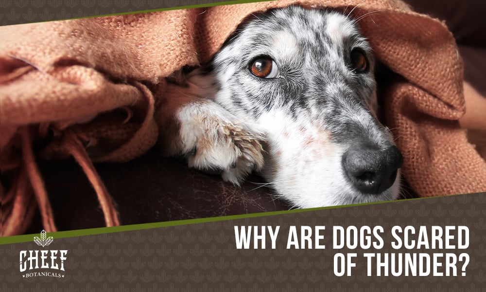 dog scared of thunder