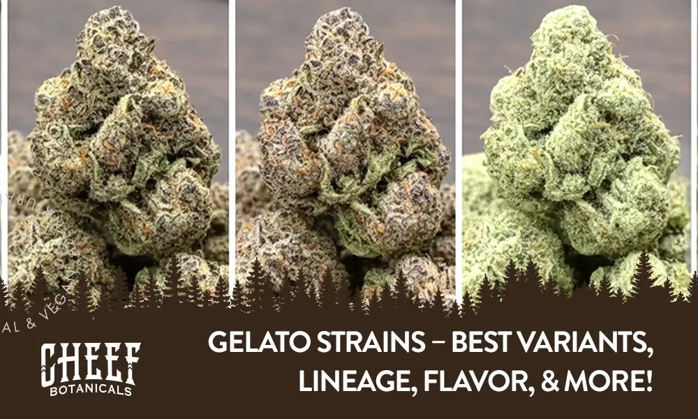 Gelato Strains featured blog. image by Cheef Botanicals. Shows 3 different Geleto strains.