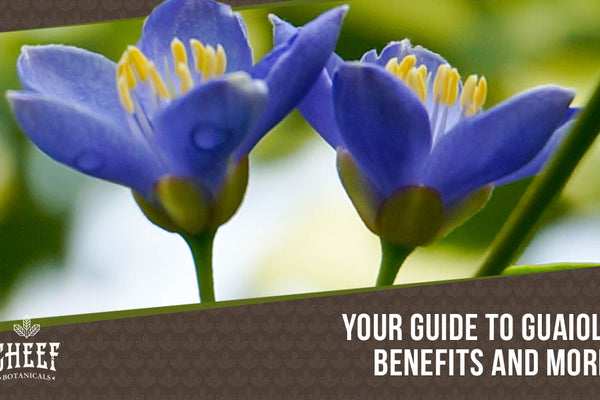 Guaiol: The Tropical Terpene For Your Everyday Getaway [Perks + MORE]