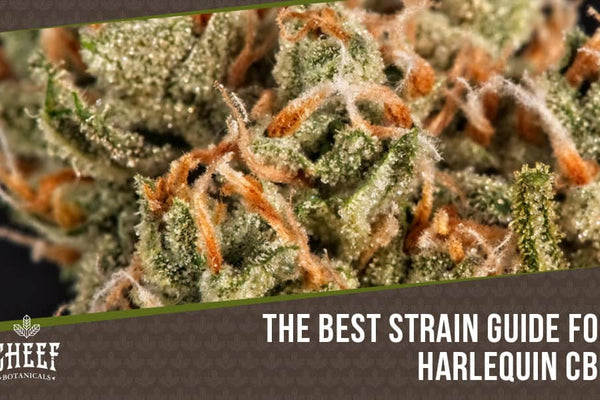 Harlequin CBD [The Strain With an Incredible Secret]