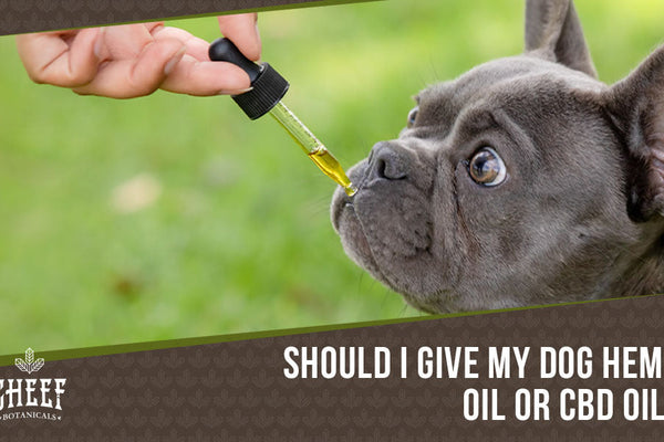 Hemp Oil vs CBD Oil for Dogs [Which Is Best For Your Pet?]