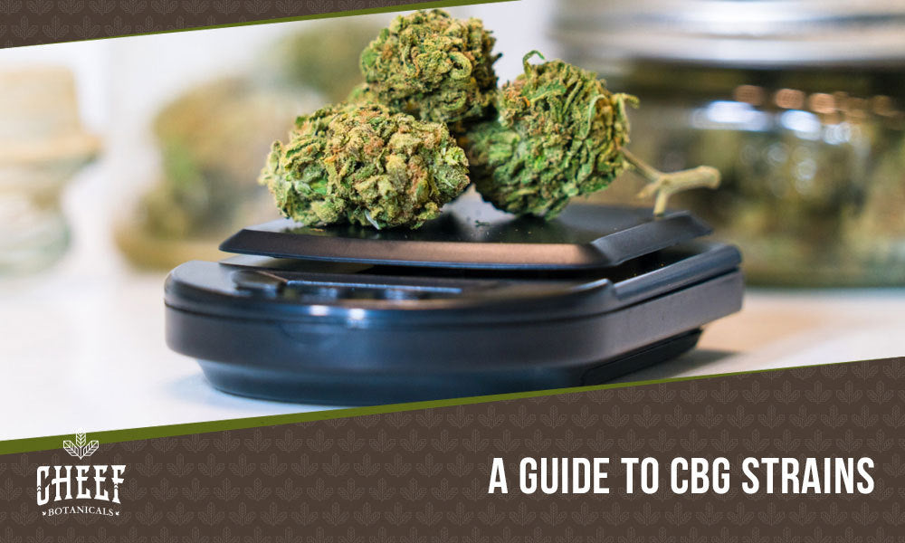 high cbg strains featured blog image by Cheef Botanicals. Shows some cbg buds on a digital scale.