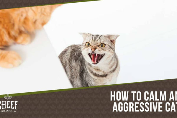 How To Calm an Aggressive Cat: Top Tips From Animal Experts
