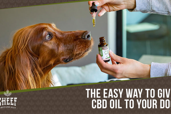How to Give CBD Oil to Dogs: 4 Easy Methods That WORK!