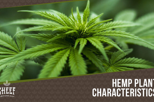 How To Identify Hemp Plants [Marijuana VS Hemp]