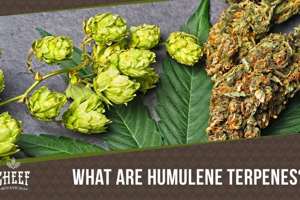 Humulene Terpene 101: Origins, Effects, Benefits, & More