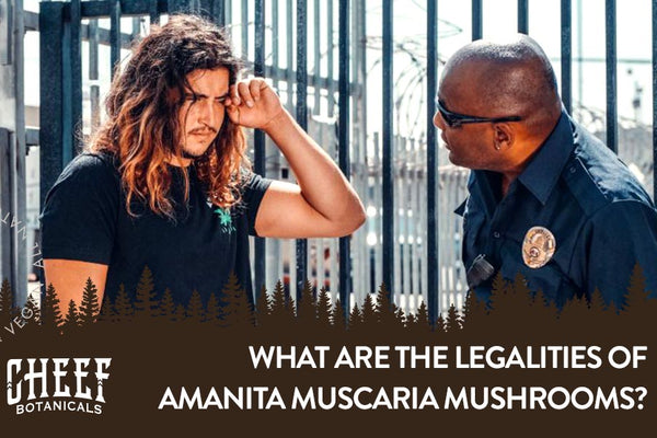 Is Amanita Muscaria Legal? Exploring Federal and State Legalities
