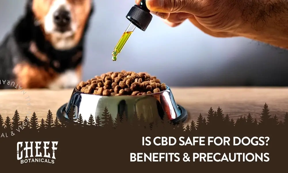 Is CBD Safe for Dogs featured blog image by Cheef Botanicals. Shows a person's hand dripping CBD oil from a tincture dropper onto a dog's kibble with the dog nearby.