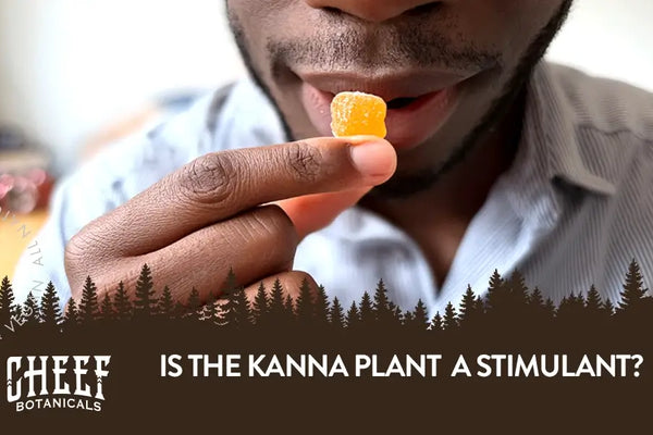 Is Kanna a Stimulant? Understanding Its Natural Energy and Calm