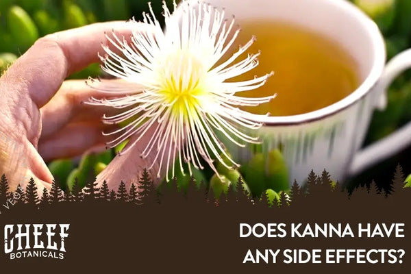 Kanna Side Effects – Addressing Concerns + Safety Tips