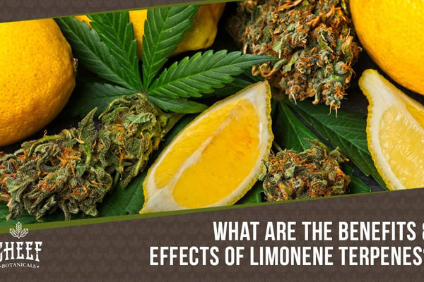 Limonene Terpene: An In-Depth Look at the Citrus Flavored Terp