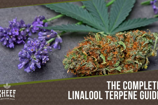 Linalool Terpene: Exploring The Potent Aromatic Power of Linalool!
